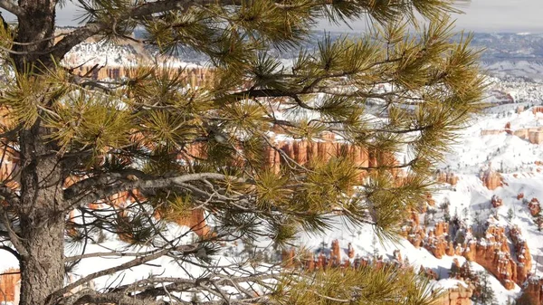 Bryce Canyon en invierno, nieve en Utah, EE.UU. Hoodoos en anfiteatro, relieve erosionado, mirador panorámico. Formación naranja única. Arenisca roja, pino conífero o abeto. Ecoturismo en América — Foto de Stock