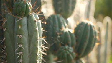 Kaktüs sulu bitki, California USA. Çöl bitkisi, kurak iklim doğal çiçek, botanik yakın plan. Yeşil süslemeli sıra dışı ev bitkisi. Amerika 'da bahçıvanlık, aloe ve agave ile büyür