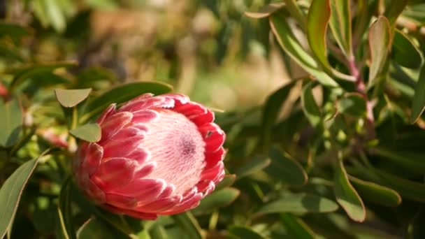 Protea pink flower in garden, California USA. Sugarbush repens springtime bloom, romantic botanical atmosphere, delicate exotic blossom. Coral salmon spring color. Flora of South Africa. Soft blur — Stock Video