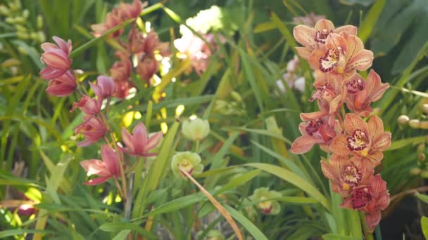 Yeşil yaprakların içinde çiçek açan orkide çiçeği. Zarif renkli çiçekli bir çiçek. Egzotik tropikal yağmur ormanı botanik atmosferi. Doğal bahçe canlı yeşillik cenneti estetiği. Dekoratif çiçekçilik — Stok video