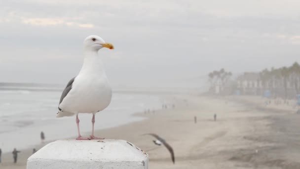 白いカモメ、カリフォルニア太平洋の海のビーチ。素敵な鳥がオーシャンズサイドの桟橋で閉じます. — ストック動画