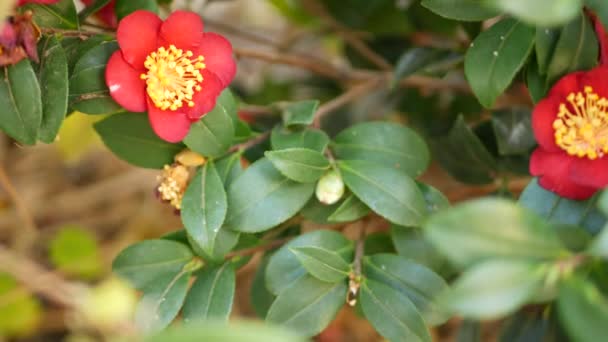 Flor de camelia roja amarilla, fondo botánico natural. Floración exótica escarlata en jardín, jardinería casera en California, Estados Unidos. Flora viva y follaje exuberante. Colores de plantas jugosas vibrantes — Vídeo de stock