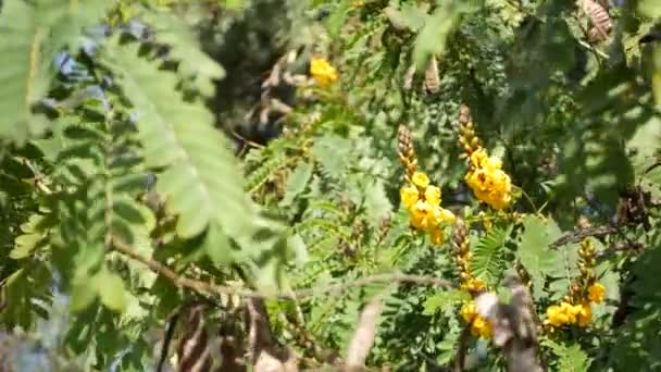 Afrikai senna virág virágzás, kertészkedés Kaliforniában, USA. Természetes botanikai közelkép háttér. Sárga virág a tavaszi kertben, friss tavaszi flóra lágy fókuszban. Gyertyatartó lédús növény. — Stock videók