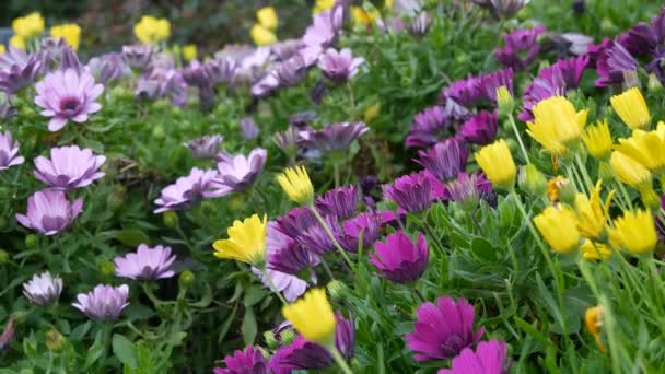 Daisy nebo Marguerite barevné květiny, Kalifornie USA. Aster nebo mys Marigold vícebarevný fialový květ. Home Zahradničení, Americké dekorativní okrasné rostliny, přírodní botanická atmosféra — Stock video