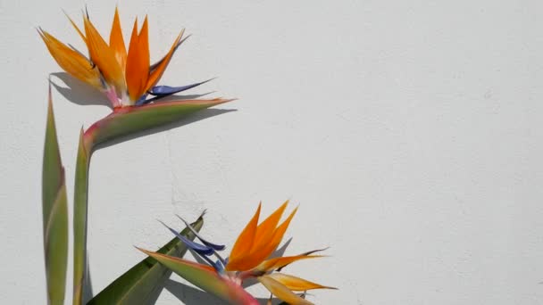 Strelitzia vogel van het paradijs tropische kraanbloem, Californië Verenigde Staten. Oranje exotische bloesem, schaduw op witte muur, natuurlijke trendy huisplant voor thuis tuinieren. Los Angeles zomer sfeer — Stockvideo
