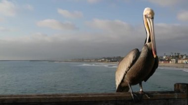 Kaliforniya okyanus plajı, rıhtımdaki vahşi kahverengi pelikan. Kıyıdaki pelecanus, büyük kuş. Büyük gagalı.