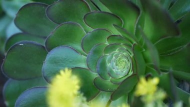 Aeonium arboreum houseleek ağacı sarı çiçek, Kaliforniya, ABD. İrlanda gülü koyu sulu şişkinlik. Evde bahçıvanlık, Amerikan dekoratif ev bitkisi, doğal botanik çöl atmosferi.