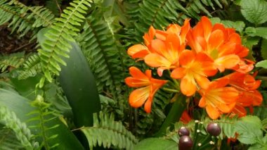 Natal bush kafir zambak çiçeği, California, ABD. Clivia Minyatür Turuncu Gösterişli Egzotik Ateşli Canlı Botanik Çiçeği. Tropik yağmur ormanı atmosferi. Doğal bahçe canlı taze sulu yeşillik