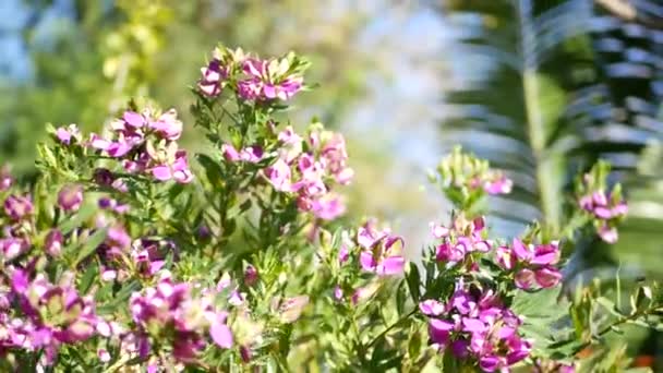 Myrtle yaprağı süt otu mor çiçeği, Kaliforniya ABD. Poligala myrtifolia ilkbahar çiçeği. Evde bahçıvanlık, Amerikan dekoratif süs bitkisi doğal botanik atmosferi. Mor bahar çiçekleri — Stok video