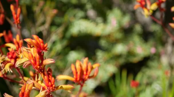 赤い猫またはカンガルーの足の花、カリフォルニア州、米国。Anigozanthos 2色の花を咲かせます。エキゾチックな熱帯オーストラリアの熱帯雨林植物の雰囲気。自然の鮮やかな植物、森や庭の緑のボケ — ストック動画