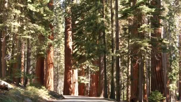 Floresta de sequoia, sequoias no parque nacional, norte da Califórnia, EUA. Floresta velha perto de Kings Canyon. Trekking e caminhadas turismo. Pinheiros coníferas lagre único com enormes troncos altos — Vídeo de Stock