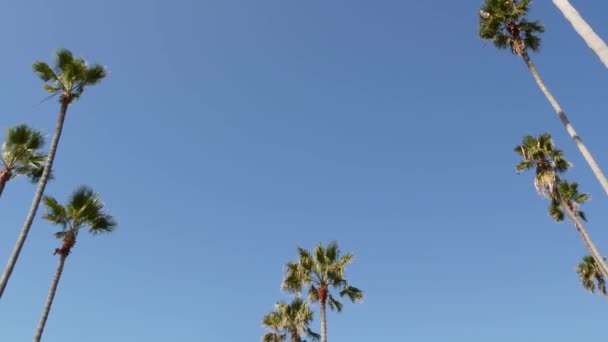 Palme a Los Angeles, California, USA. Estetica estiva di Santa Monica e Venice Beach sull'oceano Pacifico. Cielo azzurro chiaro e palme iconiche. Atmosfera di Beverly Hills a Hollywood. Le vibrazioni di LA — Video Stock