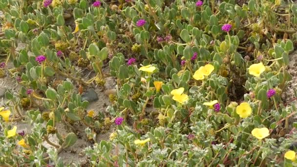 Pasifik Okyanusu kumlu plajındaki sarmaşık bitkisi, Kaliforniya kıyısı, ABD. Kum, minik çiçekler, deniz kenarındaki taşlar ve yeşillik. Encinitas 'taki doğal bitkisel bitki örtüsü, insanların kıyı ekosistemini yenilediği yer. — Stok video