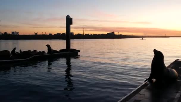 Una rookery de leones marinos en el muelle, California, EE.UU. Vida silvestre de la costa oceánica de California. Foca salvaje por agua de mar. — Vídeo de stock