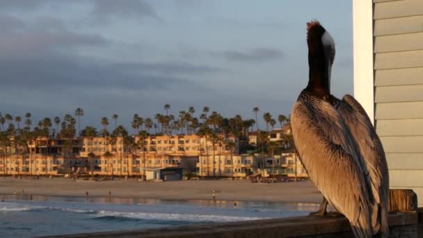 Dziki brązowy pelikan na molo, California ocean beach USA. Pelecanus przybrzeżny, wielki ptaku. Dziób duży — Wideo stockowe