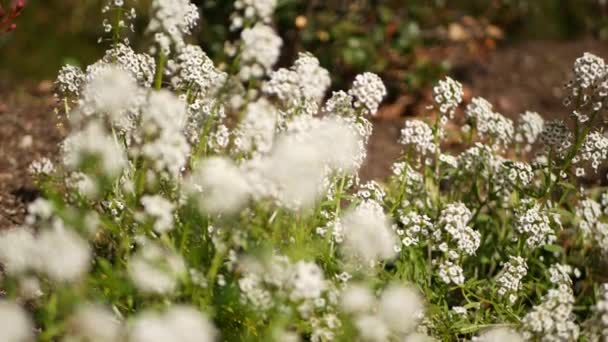 Tender white flowers in garden, California USA. Springtime meadow romantic atmosphere, morning delicate pure greenery. Spring fresh garden or lea in soft focus. Natural botanical blossom close up — Stock Video