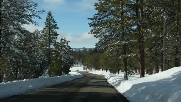 Sníh v zimním lese, řízení auta, výlet v zimě Utah USA. Jehličnaté borovice, pohled z auta přes čelní sklo. Vánoční prázdniny, prosincová cesta do Bryce Canyonu. Ekologická turistika do lesa — Stock video