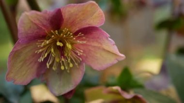 Helleborus kış gülü. Kaliforniya 'da, Orman' da pembe çiçek. Lenten gül çiçeği bahar çiçeği, sabah atmosferi, narin botanik çiçekleri. Bahar perisi tazeliği, ormandaki kır çiçekleri