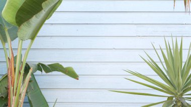 Strelitzia cennet kuşu çiçek, California hayal ABD. Pasifik Okyanusu 'ndaki Santa Monica ve Venice Sahili' nin yaz estetiği. Hollywood 'un atmosferi. Mavi ahşap duvar, LA bahar taze titreşimleri