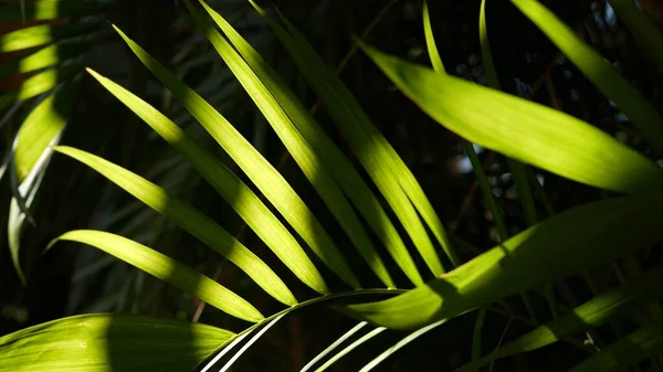 Hutan hujan eksotis tropis suasana. Daun daun palem segar di hutan amazon atau taman. Kontras dengan tanaman hijau alami gelap yang subur. Ekosistem Evergreen. Latar belakang estetika surga — Stok Foto