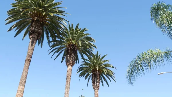 Palmeras en Los Ángeles, California, EE.UU. Estética veraniega de Santa Mónica y Venice Beach en el océano Pacífico. Cielo azul claro y palmeras icónicas. Atmósfera de Beverly Hills en Hollywood. LA vibraciones — Foto de Stock