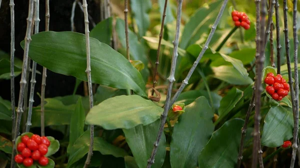 Bayas rojas en el bosque, California, EE.UU. Ambiente botánico de selva tropical exótica. Primavera mañana jugosa vegetación vívida, hojas de plantas. Jardín de hadas de primavera, frescura botánica en madera — Foto de Stock