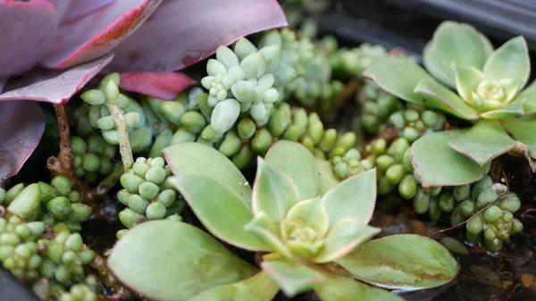 Raccolta di piante grasse, giardinaggio in California, USA. Design del giardino domestico, la diversità di varie galline botaniche e pulcini. Miscela assortita di piante ornamentali decorative echeveria, floricoltura — Foto Stock