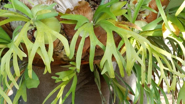 Elkhorn staghorn páfrányzöld levelek. Egzotikus trópusi amazon dzsungel esőerdő botanikai atmoszféra. Természetes buja lombozat élénk növényzet, paradicsom esztétika. Platycerium bifurcatum lédús friss növény — Stock Fotó