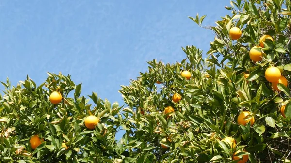 Agrumi arancio su albero, California USA. Giardino primaverile, piantagione agricola locale americana, orticoltura della fattoria. Foglie fresche succose, raccolto tropicale esotico su ramo. Cielo primaverile — Foto Stock