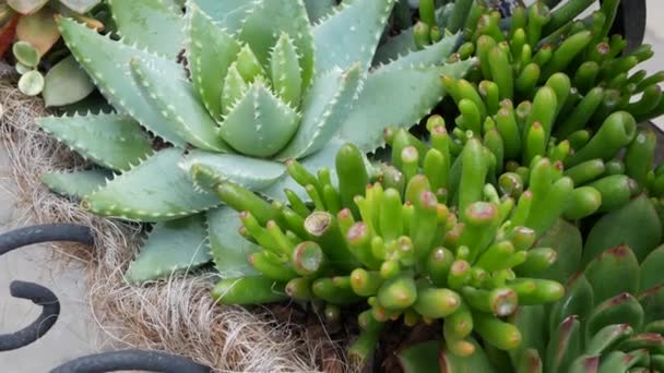 Collection de plantes succulentes, jardinage en Californie, États-Unis. Aménagement de jardins familiaux, diversité de poules botaniques et de poussins. Mélange assorti de plantes ornementales décoratives echeveria, floriculture — Video