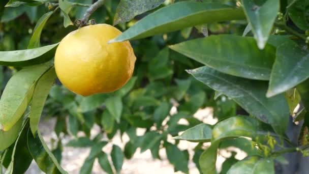 Εσπεριδοειδή πορτοκαλιάς σε δέντρο, Καλιφόρνια ΗΠΑ. Ανοιξιάτικος κήπος, φυτεία αγροτικών εκμεταλλεύσεων, κηπουρική. Ζουμερά φρέσκα φύλλα, εξωτική τροπική συγκομιδή στο κλαδί. Ανοιξιάτικος ήλιος — Αρχείο Βίντεο