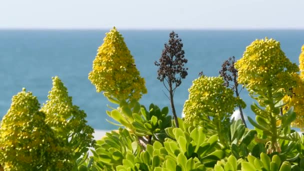 Aeonium arboreum houseleek ağacı sarı çiçek, Kaliforniya, ABD. İrlanda gül sulu şişkinlik. Evde bahçıvanlık, Amerikan dekoratif ev bitkisi, doğal botanik okyanus sahili atmosferi. — Stok video