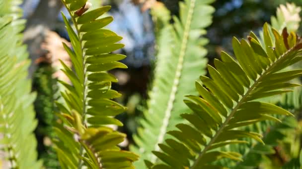 Cycad ormbunksblad i skogen, Kalifornien USA. Gröna färska saftiga naturliga botaniska blad. Encephalartos eller zamiaceae dioon palm grönskande bladverk. Tropisk djungel regnskog skog atmosfär trädgård design — Stockvideo