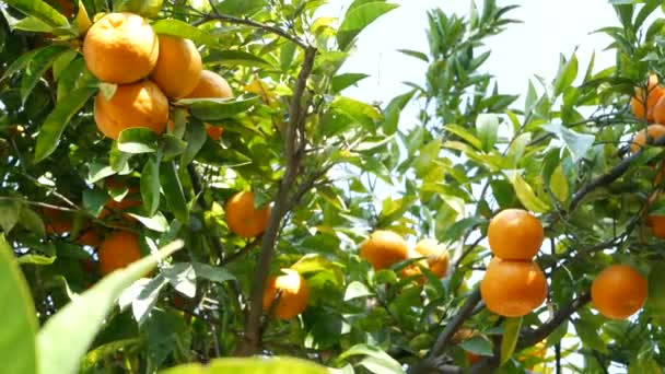 Pomarańczowe drzewo mandarynek cytrusowych, Kalifornia USA. Wiosenny ogród, amerykańska plantacja gospodarstw rolnych, ogrodnictwo zagrodowe. Soczyste świeże liście, egzotyczne liście tropikalne, zbiory na gałęzi — Wideo stockowe