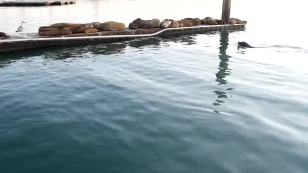 Zeeleeuwen rookkerij op pier, Californië, USA. Californische oceaan kust wilde dieren. Wilde zeehond door zeewater. — Stockvideo