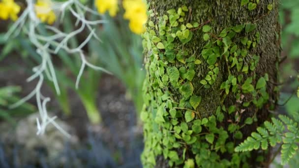 미국 캘리포니아주에 있는 숲에서는 새싹 잎,이끼, 나무껍질을 먹는다. 봄날 아침의 분위기, 줄기에 달린 연약하고 작은 녹색의 덩굴식물. 봄의 식물학적 순수 한 나무의 신선 함. 야생 생태 계 — 비디오
