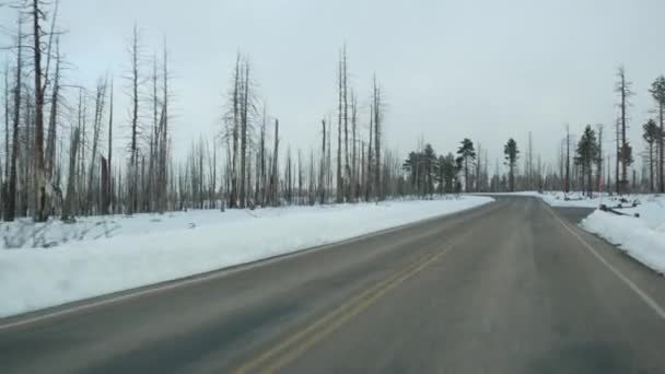 Bosbrand nasleep, verbrande bomen in de VS. Zwart droog verbrand verschroeid naaldbos na brand. Verdroogd beschadigd hout in Bryce Canyon. Natuurrampen en milieurampen — Stockvideo