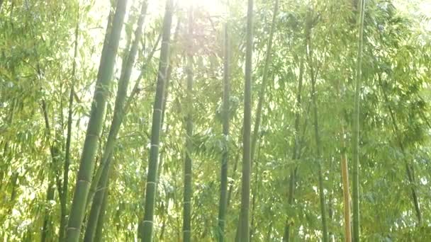 Bambuszerdő, egzotikus ázsiai trópusi atmoszféra. Zöld fák meditatív feng shui zen kertben. Csendes, nyugodt liget, reggeli harmónia frissesség a bozótban. Japán vagy kínai természetes keleti esztétika — Stock videók