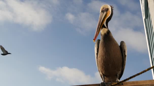 Kaliforniya okyanus plajı, rıhtımdaki vahşi kahverengi pelikan. Kıyıdaki pelecanus, büyük kuş. Büyük gagalı. — Stok video