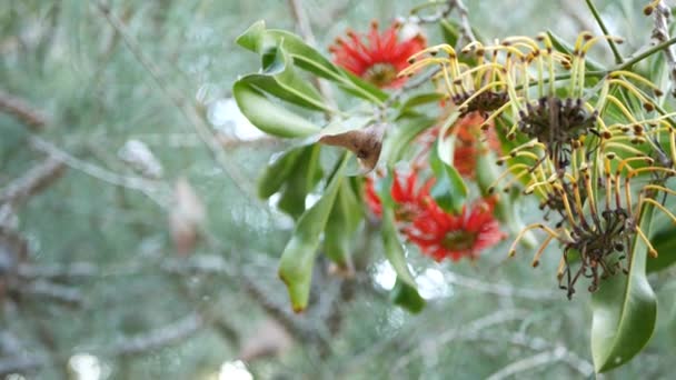 Firewheel tree red flowers, Californie États-Unis. Chêne blanc australien, stenocarpus sinuatus inhabituel unique inflorescence exotique originale. Atmosphère de forêt calme, conception de jardin de forêt tropicale — Video