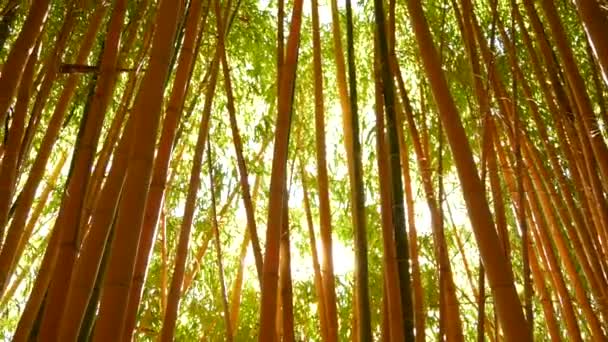 Floresta de bambu, atmosfera tropical asiática exótica. Árvores verdes no jardim meditativo feng shui zen. Arvoredo calmo tranquilo, frescura de harmonia de manhã em moita. Estética oriental natural japonesa ou chinesa — Vídeo de Stock