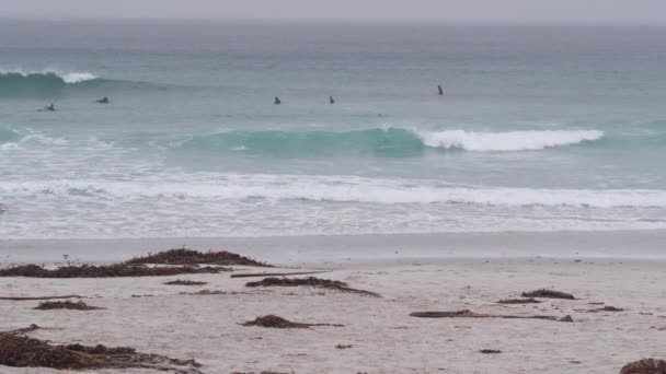 Monterey California Usa Dic 2020 Surfisti Con Tavole Surf Spiaggia — Video Stock