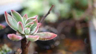 Sulu bitki koleksiyonu, Kaliforniya, ABD 'de bahçıvanlık. Ev bahçesi tasarımı, çeşitli botanik tavuk çeşitliliği ve yavrular. Dekoratif dekoratif ekvator çiçekleri, çiçekçilik karışımı.