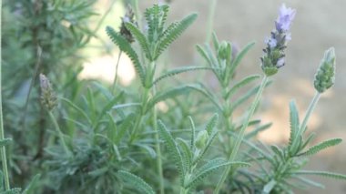 Leylak lavanta çiçeği çiçeği, doğal botanik yakın plan. Bahar sabahı bahçesinde mor çiçek, California, ABD 'de ev bahçesi. Leylak ilkbaharı florası. Yumuşak odak noktasında mor kır çiçeği.