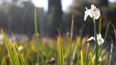 Kaliforniya, ABD 'de bahçıvanlık yapan beyaz iris çiçeği. Bahar sabahı bahçesinde narin bir çiçek, yaprakların üzerinde taze çiy damlaları. Yumuşak odak noktasında bahar çiçekleri. Doğal botanik yakın plan