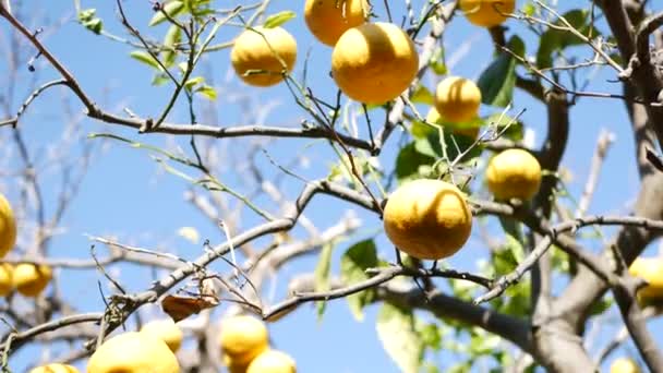 Citrusové pomerančové ovoce, holé listí, Kalifornie USA. Jarní zahrada, místní americká zemědělská farma, zahradnictví. Šťavnaté čerstvé exotické tropické sklizně na větvi. Modrá obloha — Stock video