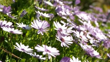 Daisy ya da Marguerite renkli çiçekler, California USA. Aster ya da Cape Marigold çok renkli mor menekşe çiçeği. Evde bahçe işleri, Amerikan dekoratif ev bitkisi, doğal botanik atmosfer.