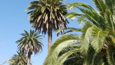 Palms Los Angeles, Kaliforniya, ABD 'de. Pasifik Okyanusu 'ndaki Santa Monica ve Venice Sahili' nin yaz estetiği. Açık mavi gökyüzü ve simgesel palmiye ağaçları. Hollywood 'daki Beverly Hills' in atmosferi. LA titreşimleri