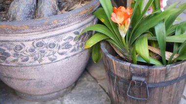 Natal bush kafir lily flower, California, USA. Clivia miniata orange flamboyant exotic fiery vibrant botanical bloom. Home garden design, vivid flora in wooden pot. Tropical houseplant floriculture
