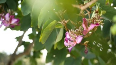 Mor Bauhinia Orkide ağacı çiçeği, Kaliforniya, ABD. Violet egzotik tropikal çiçek, orman yağmur ormanı atmosferi yumuşak odaklanma. Canlı koyu morumsu doğal botanik çiçekleri. Narin taç yaprakları.